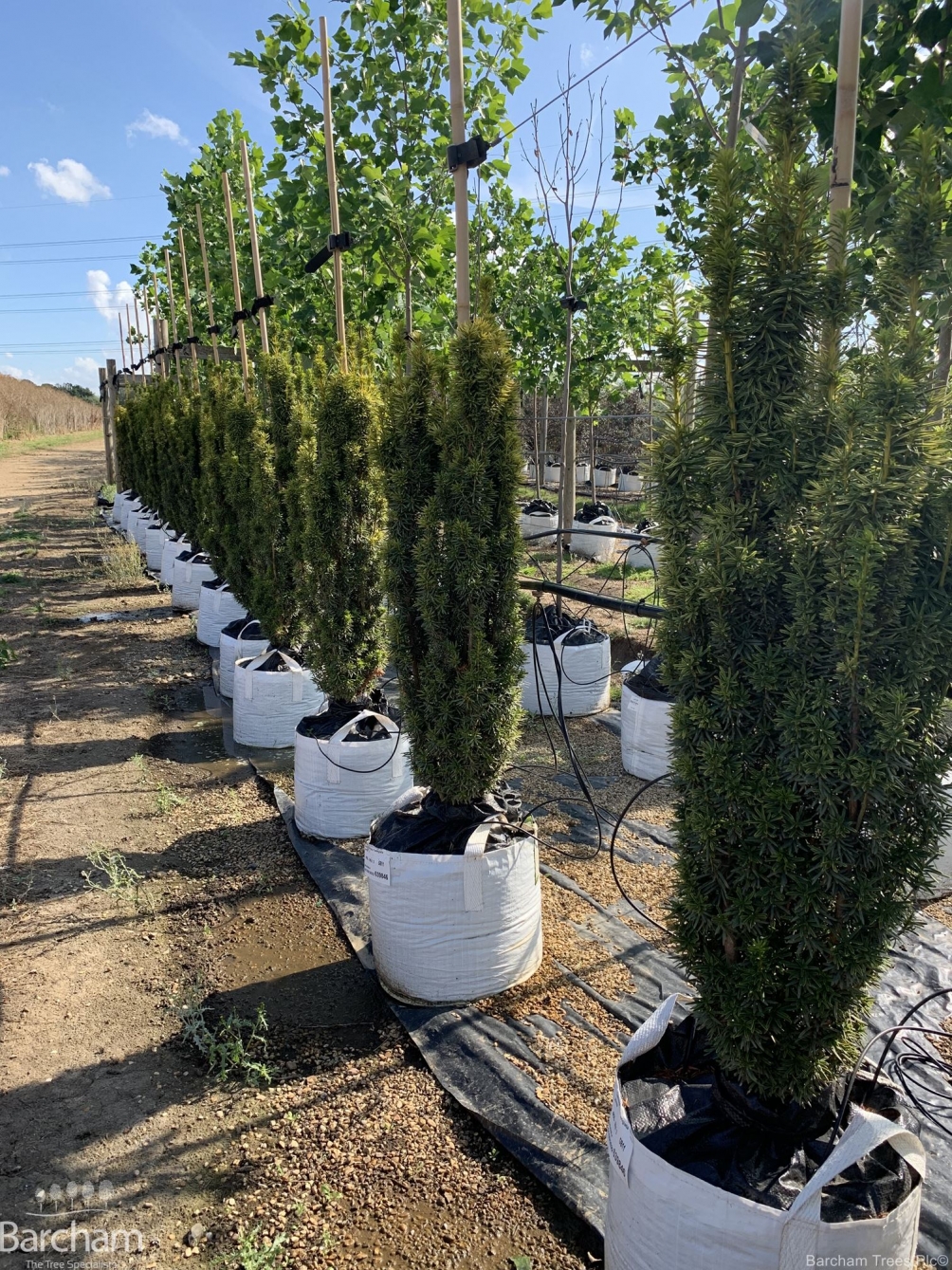 Taxus baccata Fastigiata Aureomarginata
