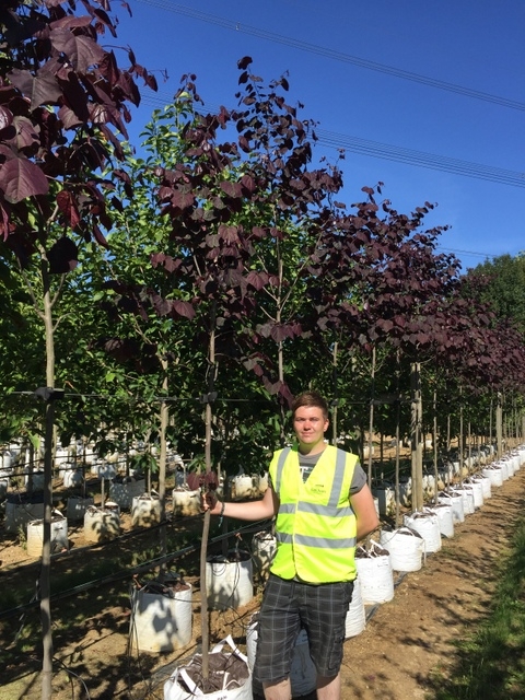 Cercis canadensis Forest Pansy