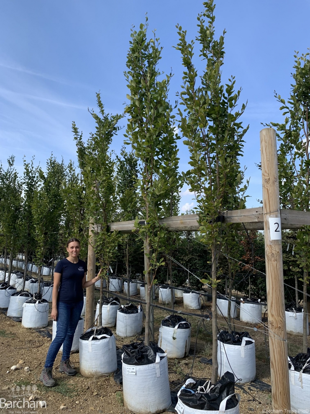 Fagus orientalis Iskander