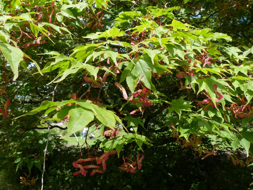 Summer foliage of Acer palmatum multi-stem