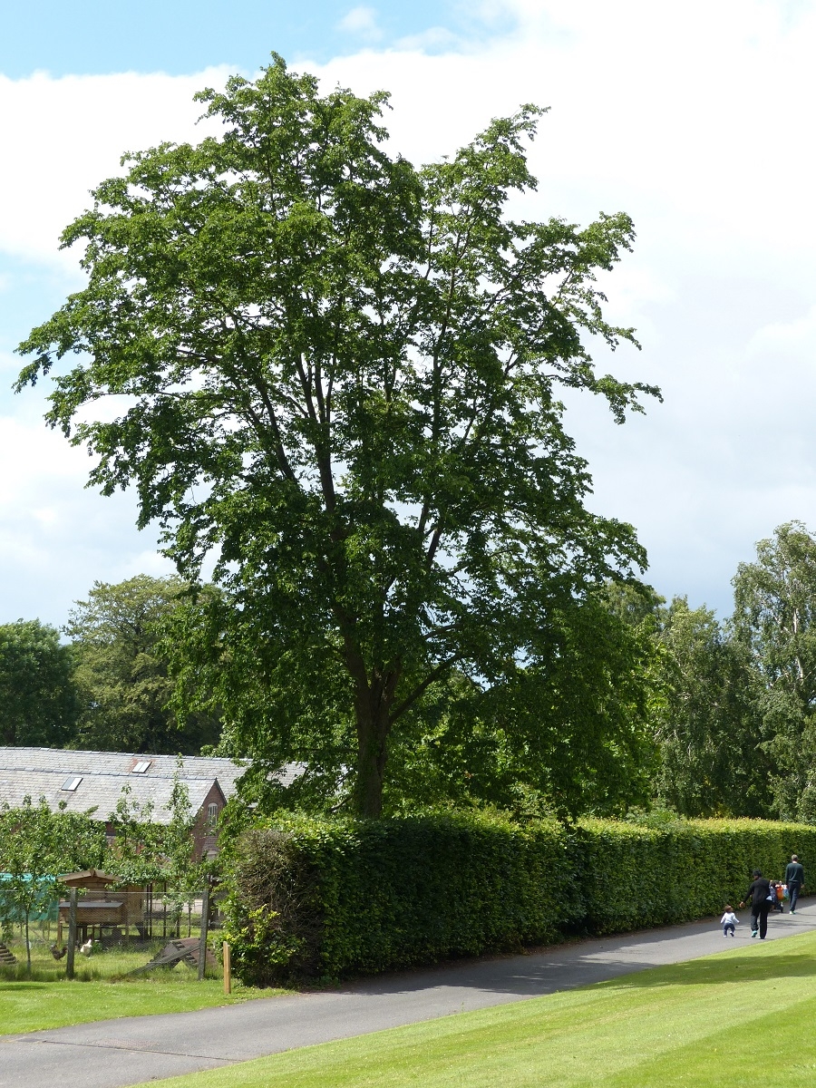 Mature Ostrya carpinifolia