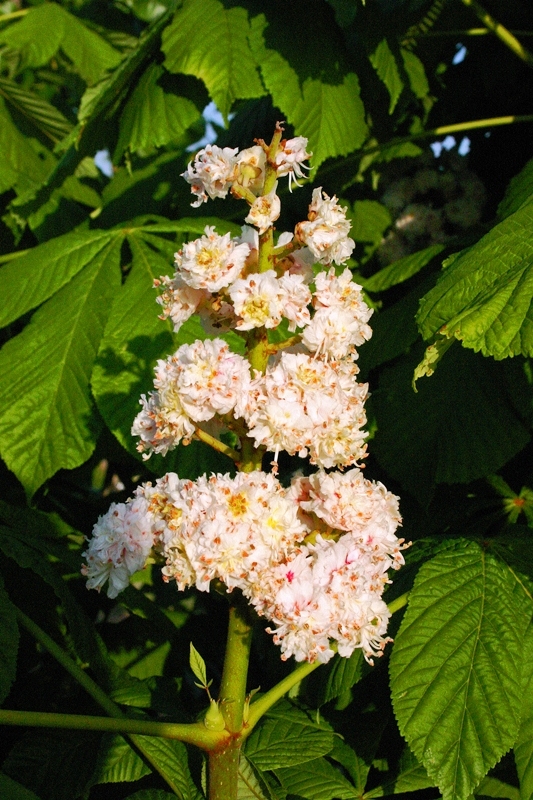 Flower of Aesculus hippocastanum Baumannii