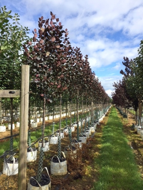 Malus Royalty on the Barcham Trees nursery