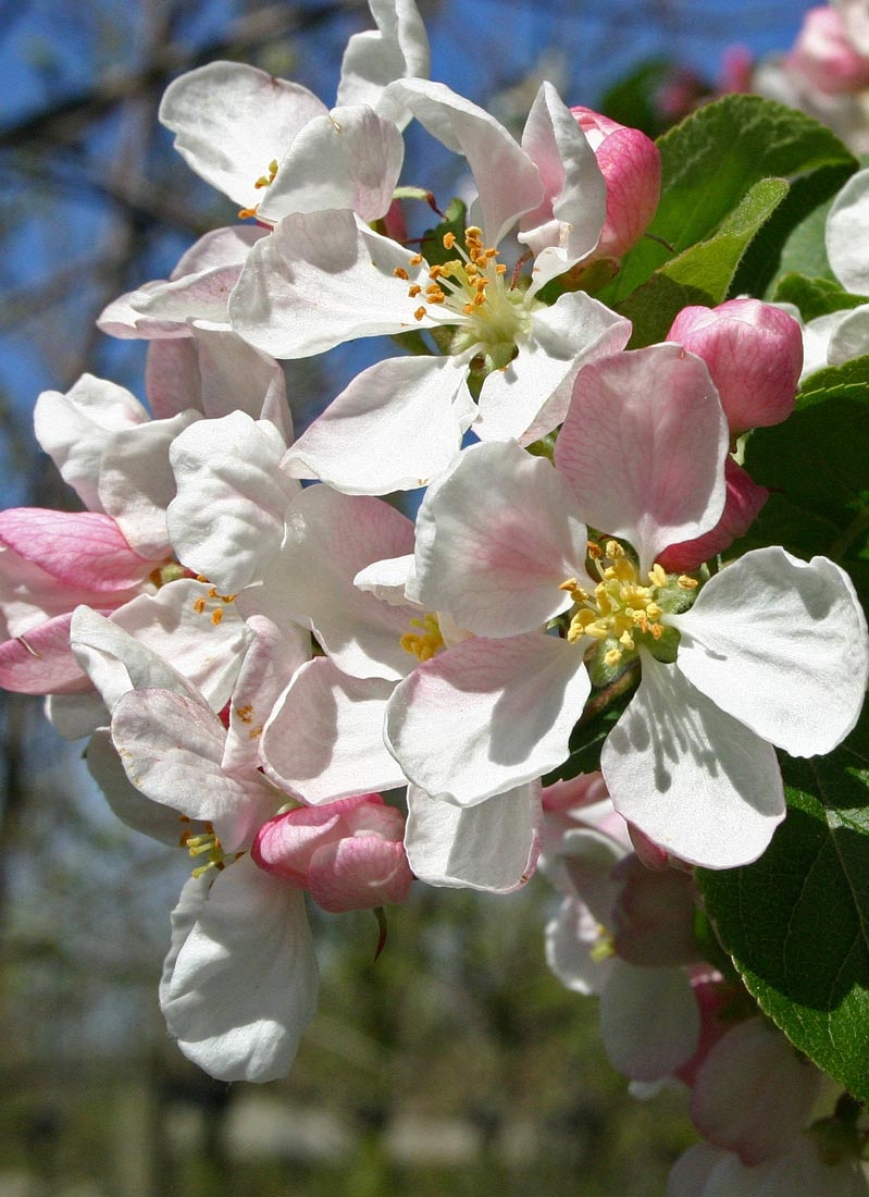 the flowers of Malus Red Sentinel