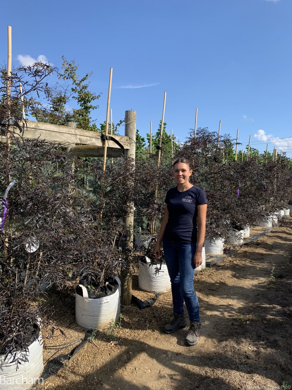 Sambucus nigra Black Lace