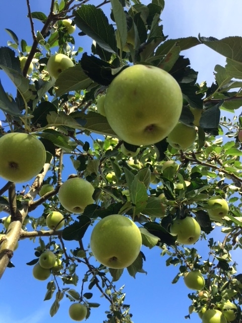 The apples of Malus James Grieve