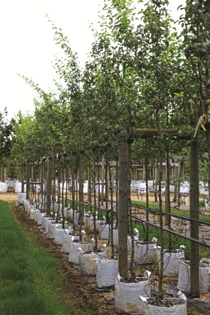 Pyrus Doyenne du Comice at barcham trees