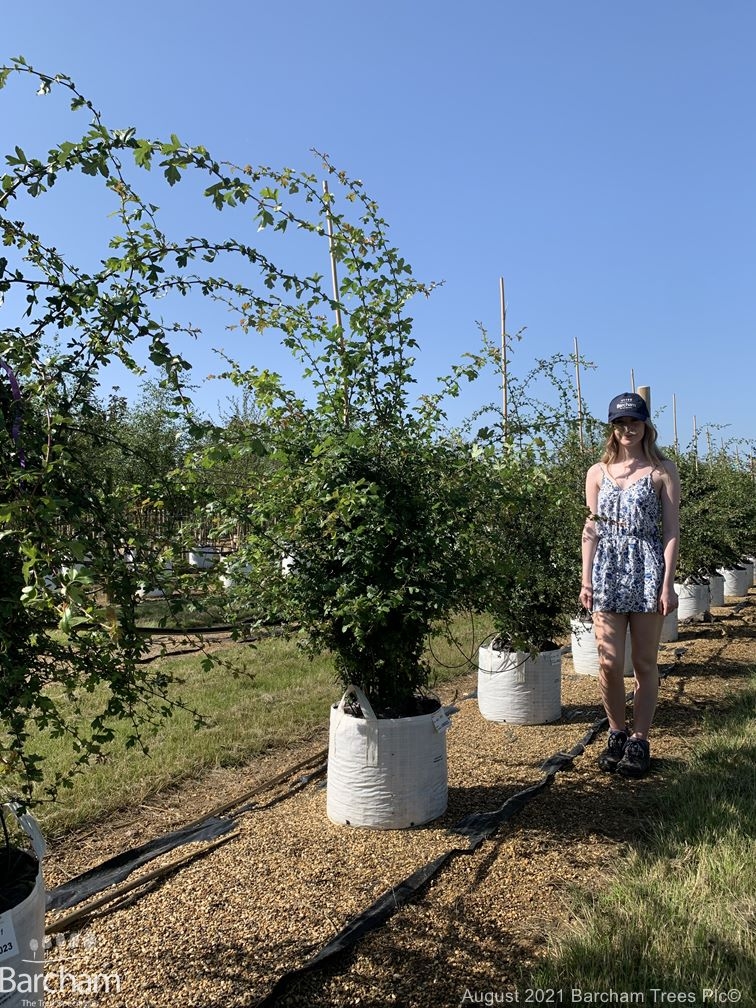 Crataegus monogyna multi-stem