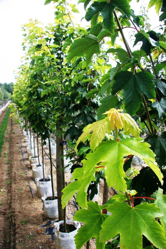 Acer pseudoplatanus Worleii foliage