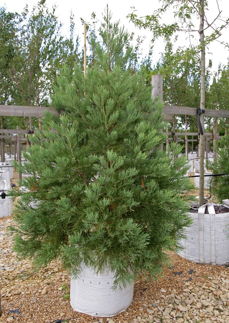 Sequoiadendron giganteum at Barcham Trees