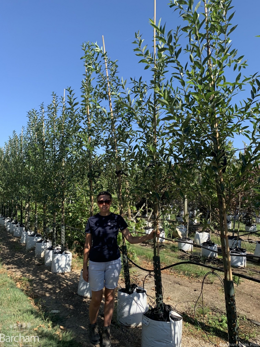 Salix pentandra