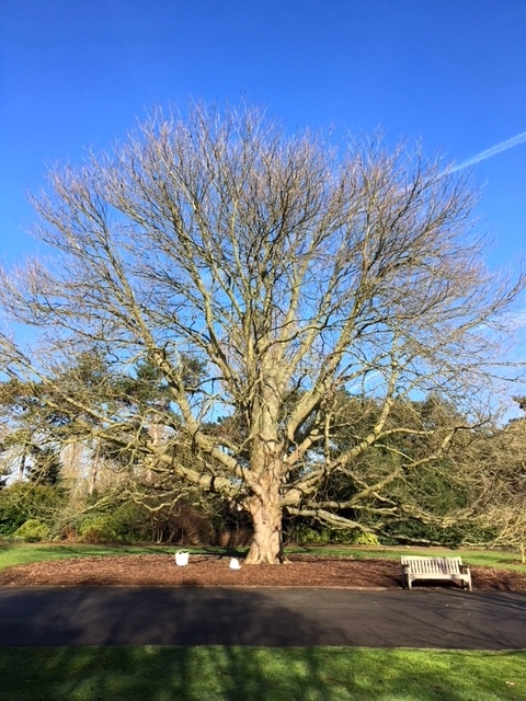 a mature Aesculus indica at kew gardens in winter