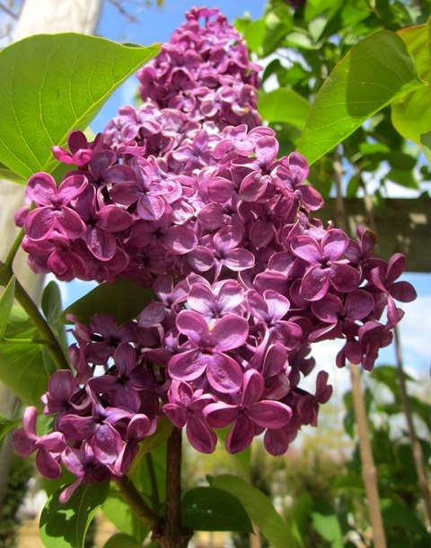 The beautiful, vibrant flower of Syringa vulgaris Ludwig Spath