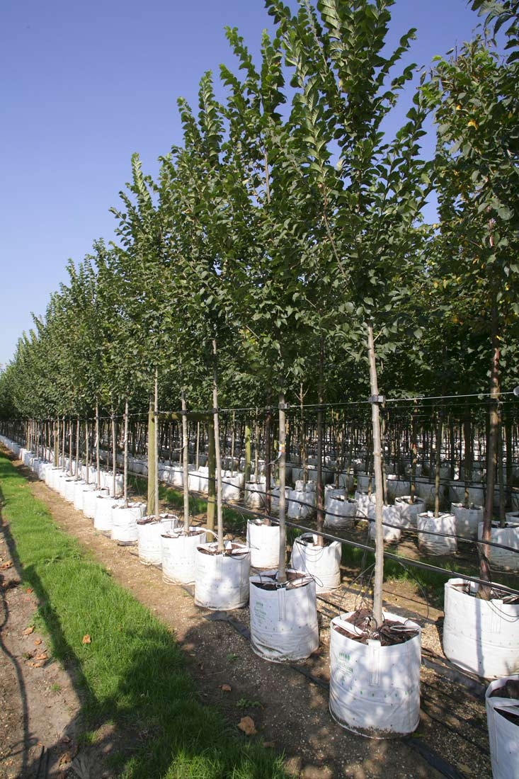 Ulmus lobel on the Barcham Trees nursery