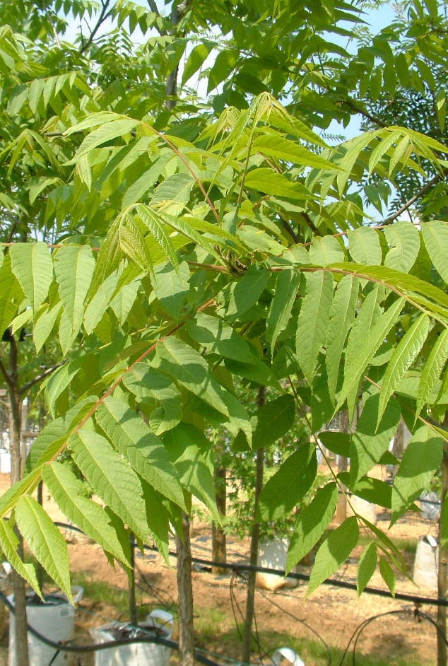 the foliage of Juglans nigra