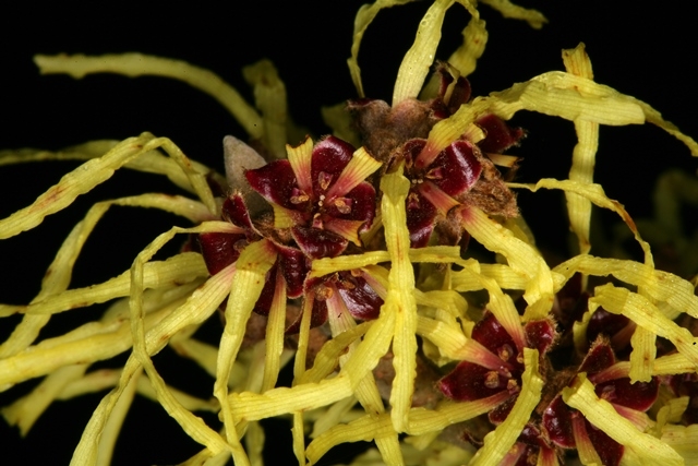 The unusual yellow flower of Hamamelis x intermedia Arnold Promise