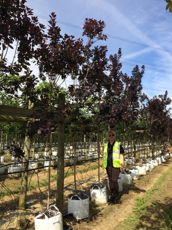 Cotinus coggogria Royal Purple