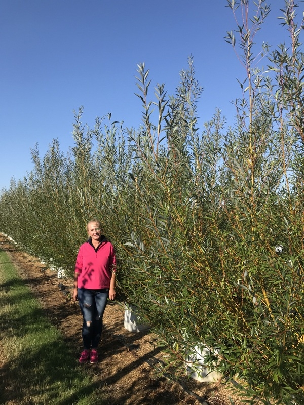 Salix alba Chermesina multi-stem at barcham trees