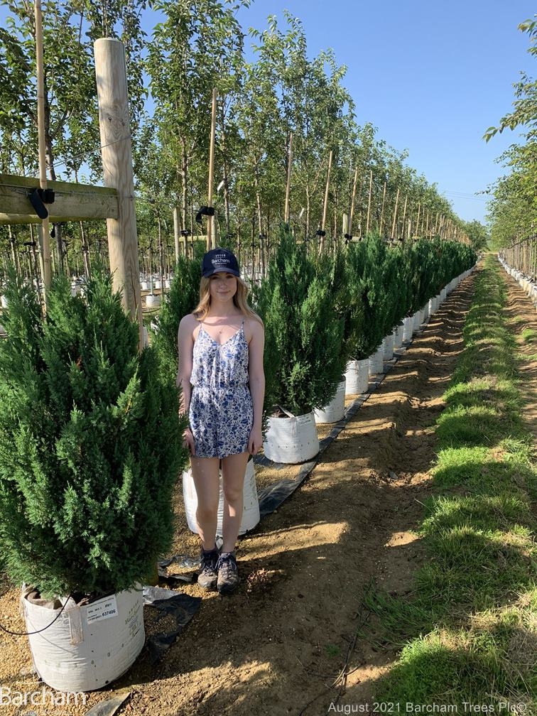Juniperus communis Hibernica
