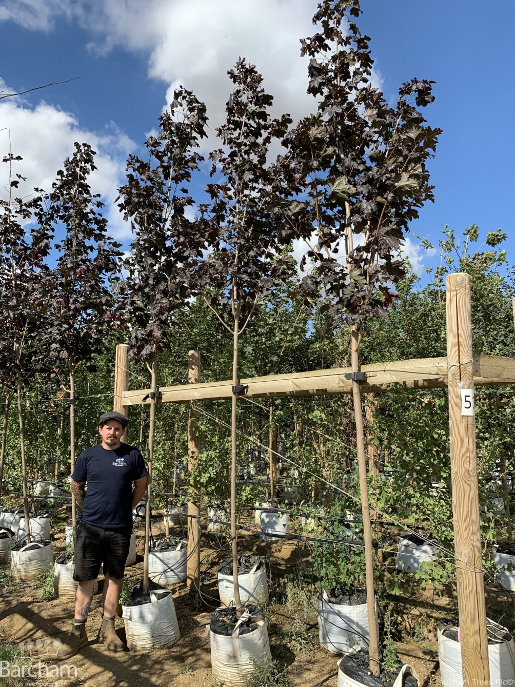 Acer platanoides Royal Red