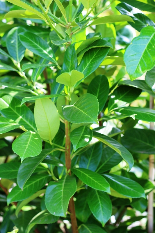 the foliage of  Cherry Laurel