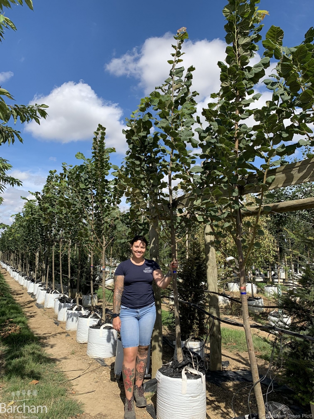 Tilia platyphyllos Rubra