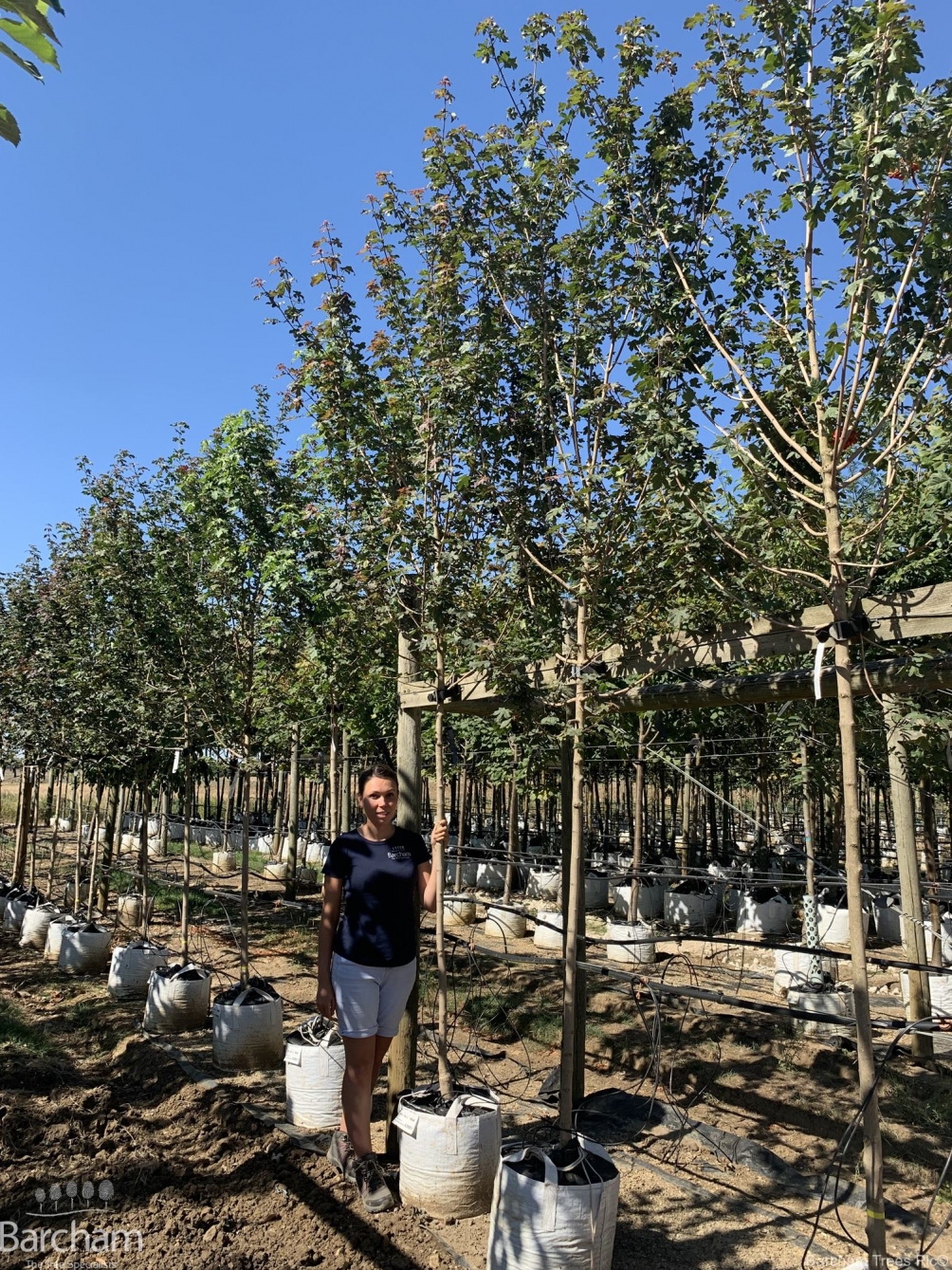 Acer campestre Louisa Red Shine