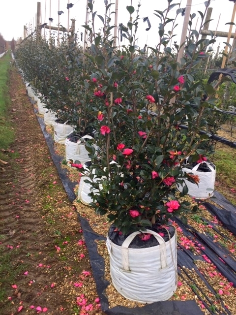 row of Camellia sasanqua Kanjiro at barcham treess