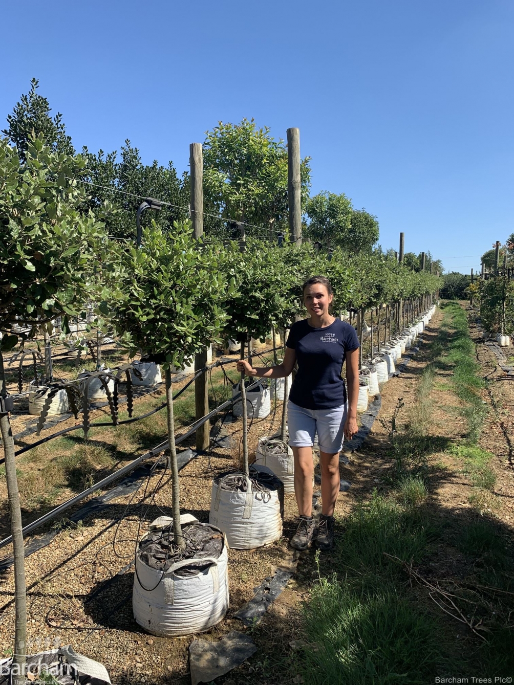 Quercus ilex