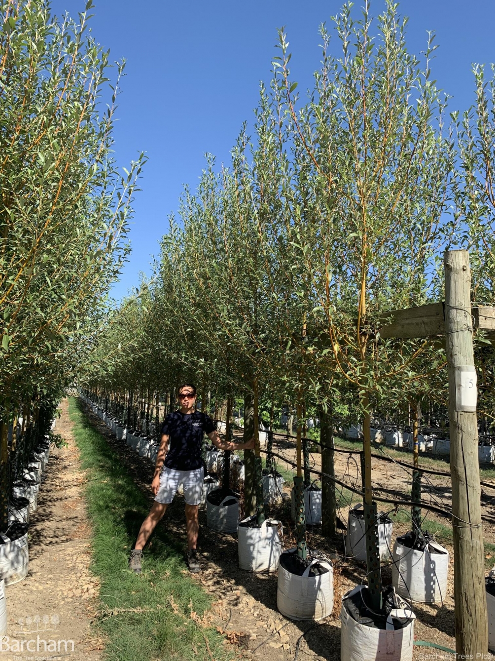 Salix alba Chermesina