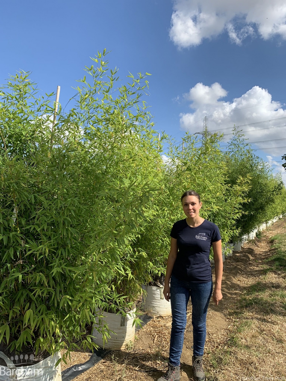 Phyllostachys aurea Multi-stem