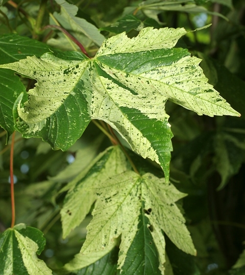 Variegated foliage of Acer pseudoplatanus Leopoldii