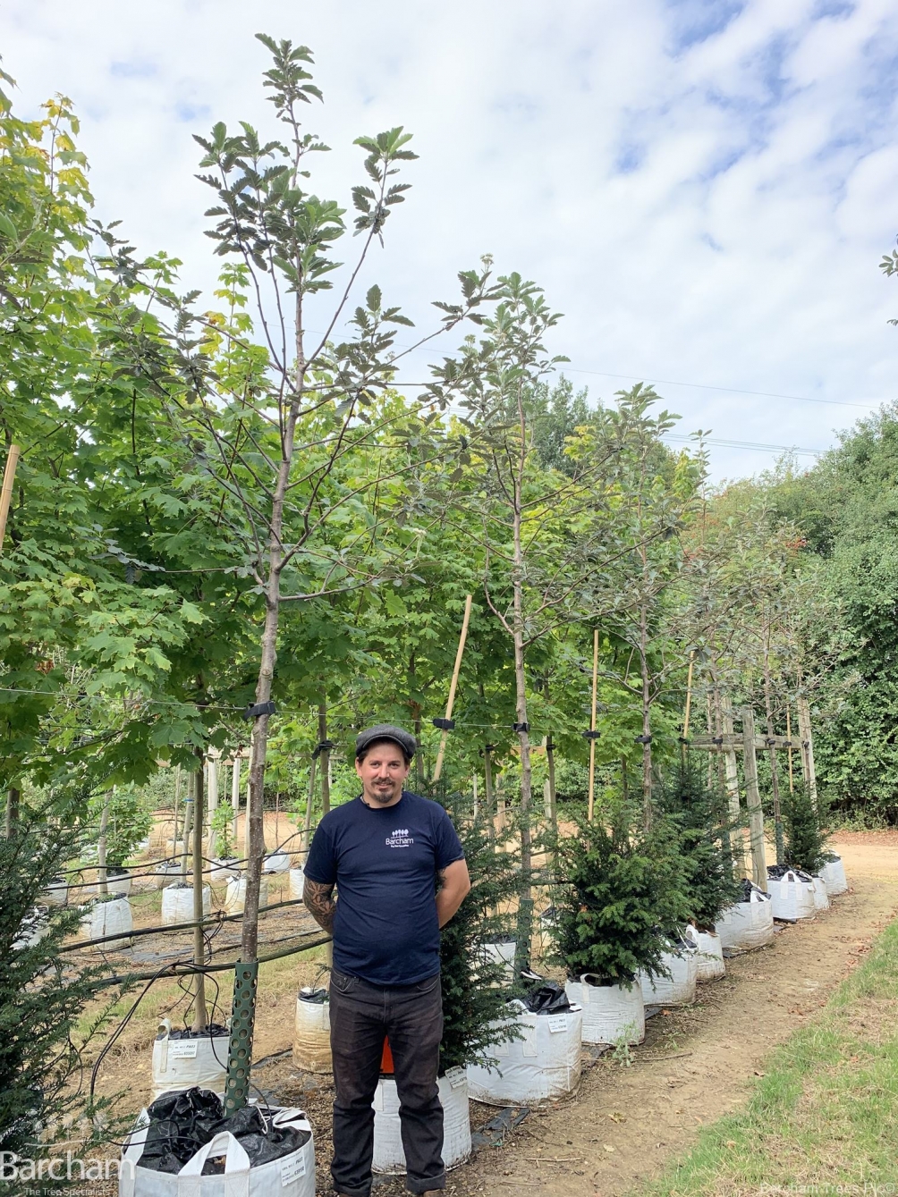 Sorbus intermedia Brouwers