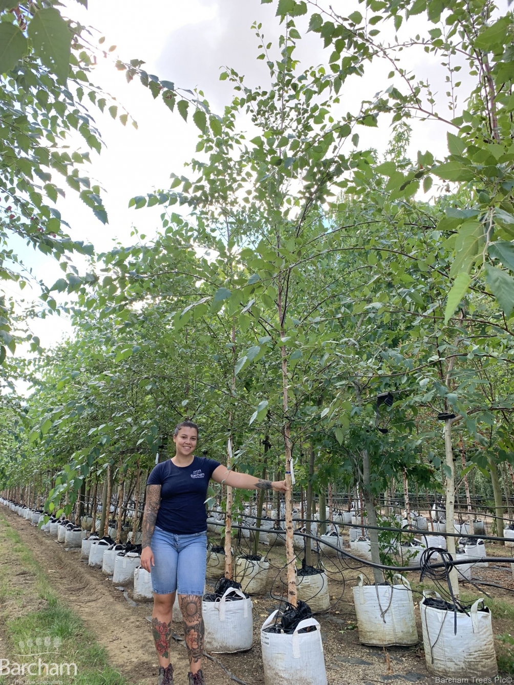 Betula nigra