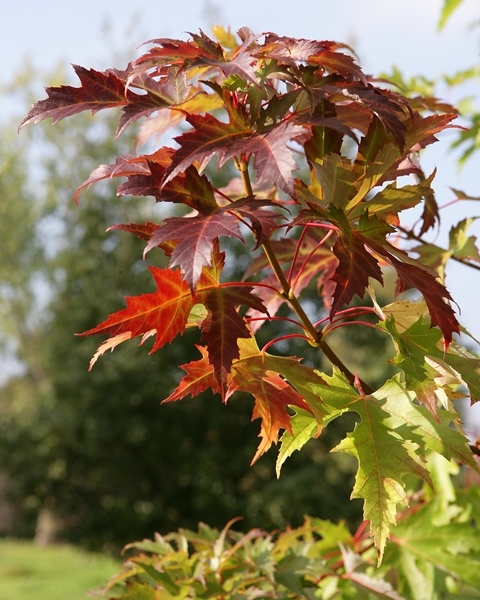 foliage of  Acer saccharinum
