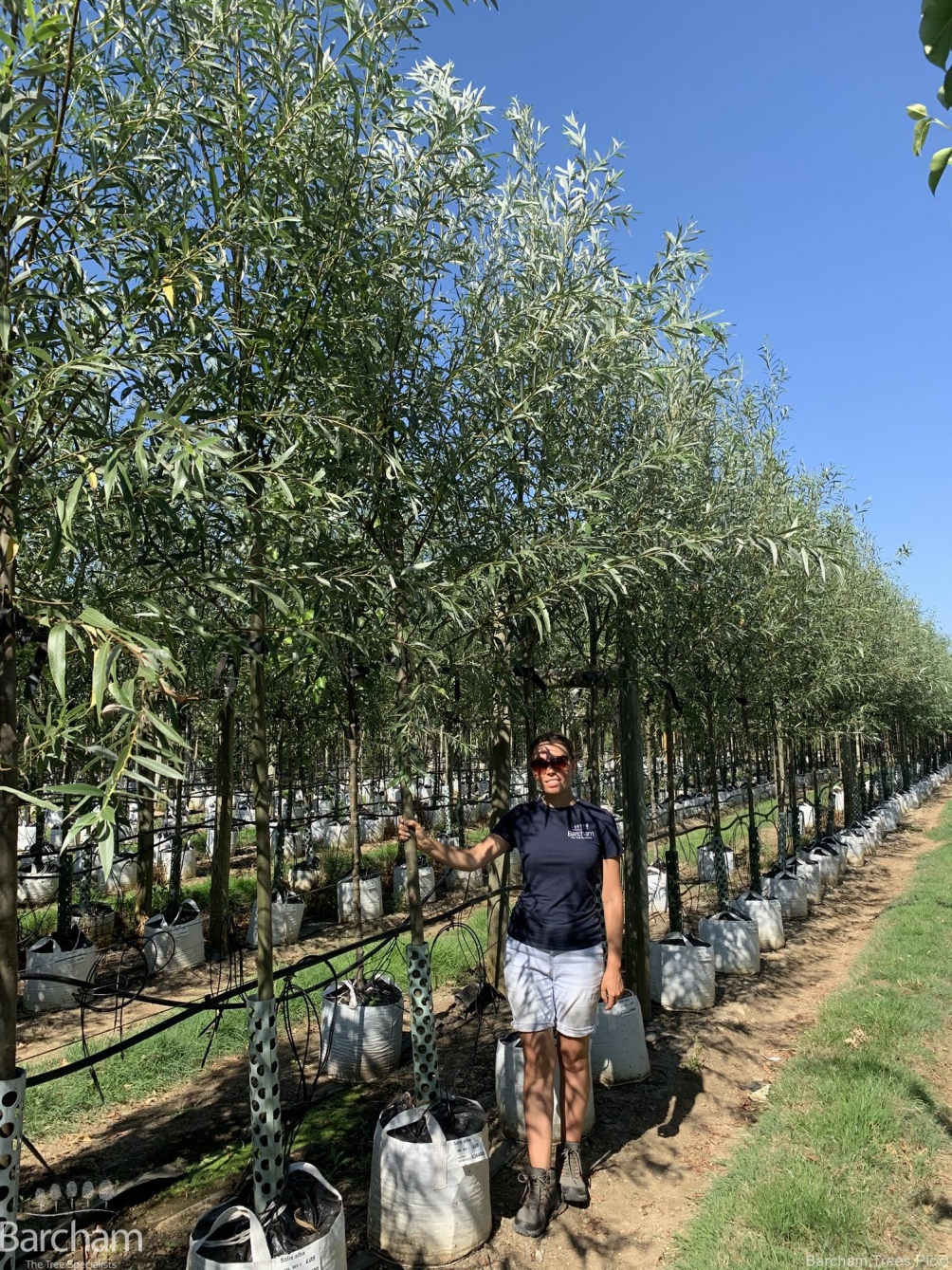 Salix alba