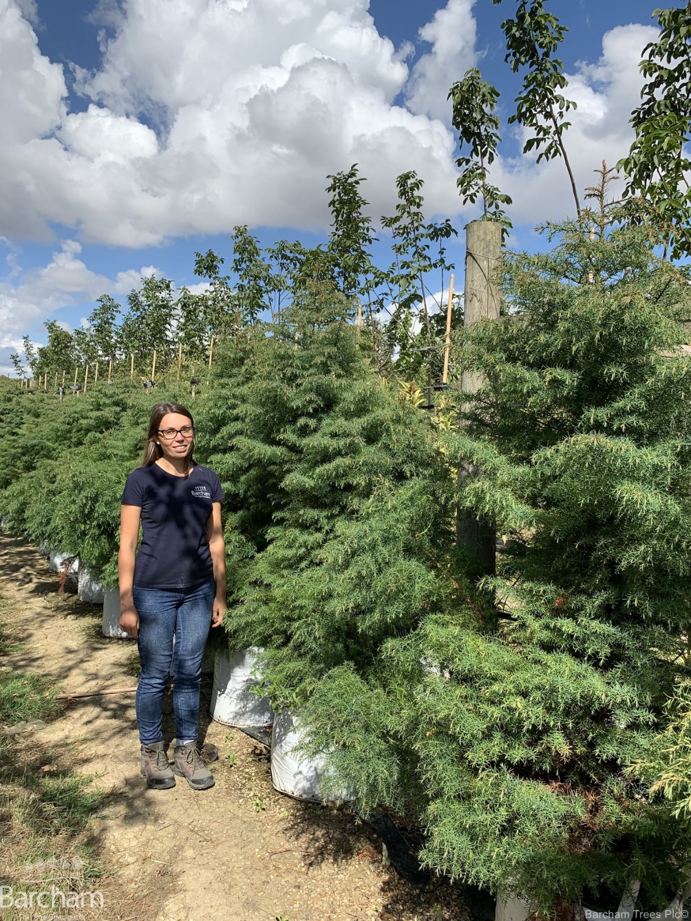 Cryptomeria japonica Elegans