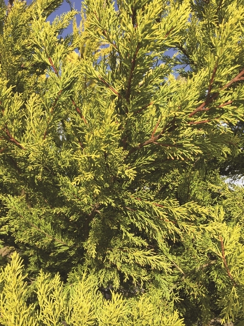 the golden foliage of  Small Golden Monterey Cypress from this batch <> Cupressus macrocarpa Goldcrest