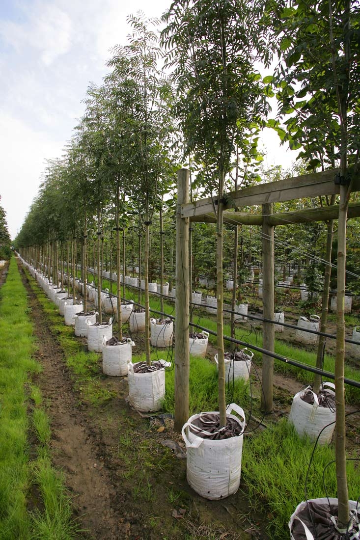 Row of Sorbus discolor on the Barcham Trees nursery