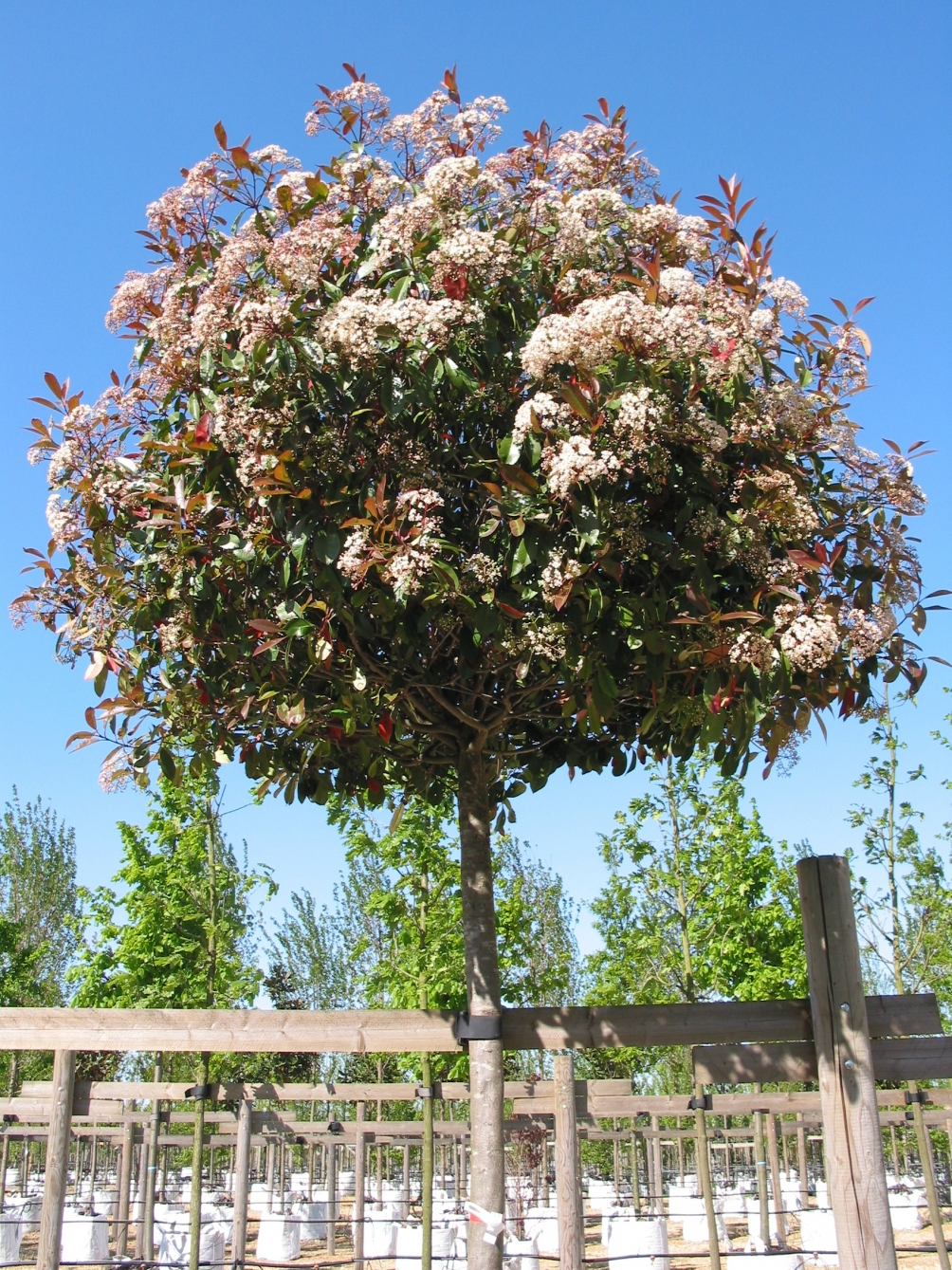 the cown of Photinia x fraseri Red Robin in flower