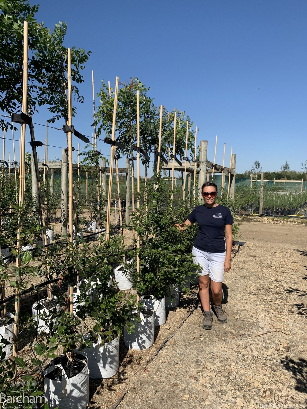 Quercus ilex