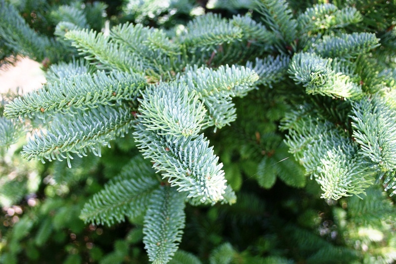 foliage of Picea  abies