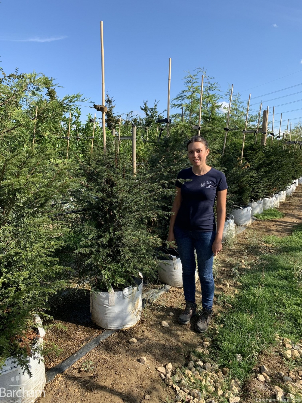 Taxus baccata