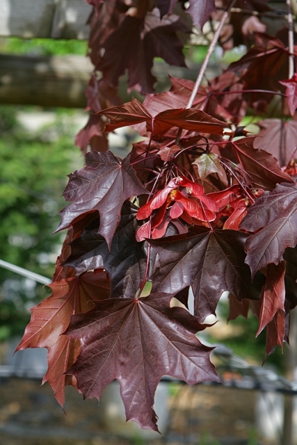 The foliage of Acer platanoides Crimson King in detail