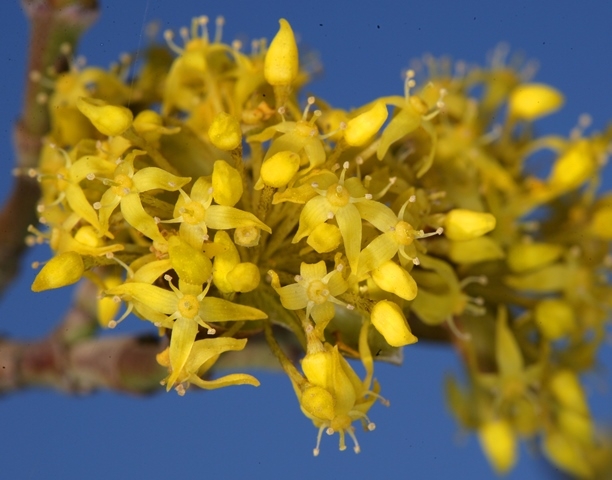 the yellow flowers of Cornus mas