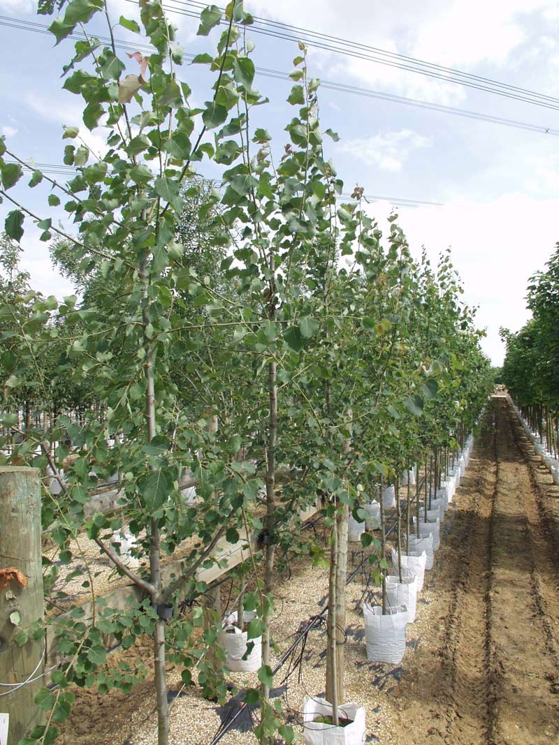 foliage of Populus tremula