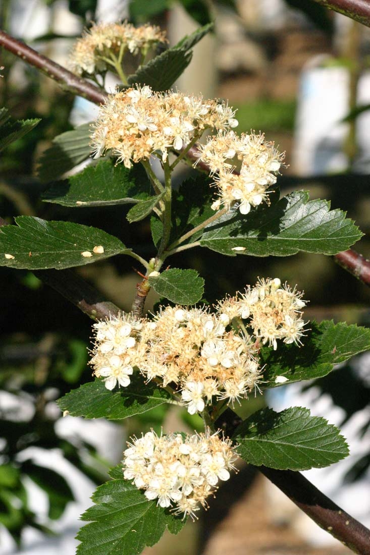 The flowers of Sorbus intermedia Brouwers