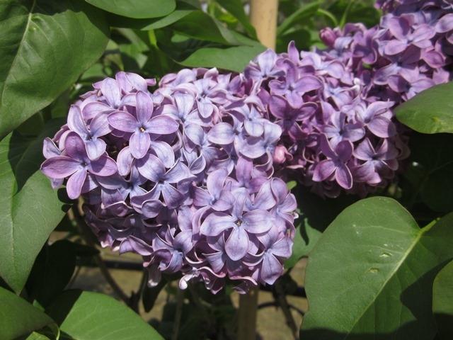the blue/purple flower of Syringa vulgaris Ruhm von Horstenstein