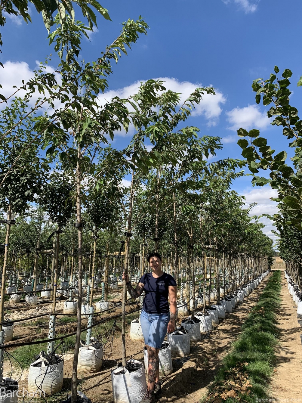 Prunus Ukon