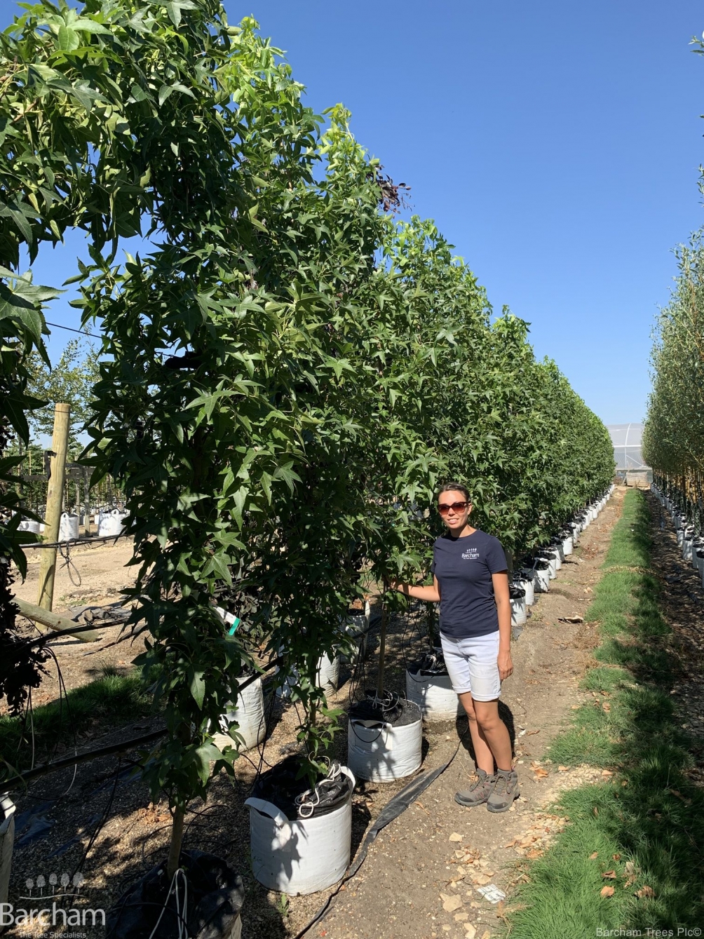 Liquidambar styraciflua Slender Silhouette